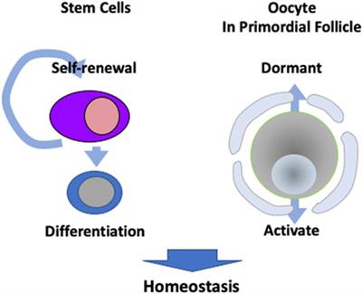 Oocyte aging in comparison to stem cells in mice